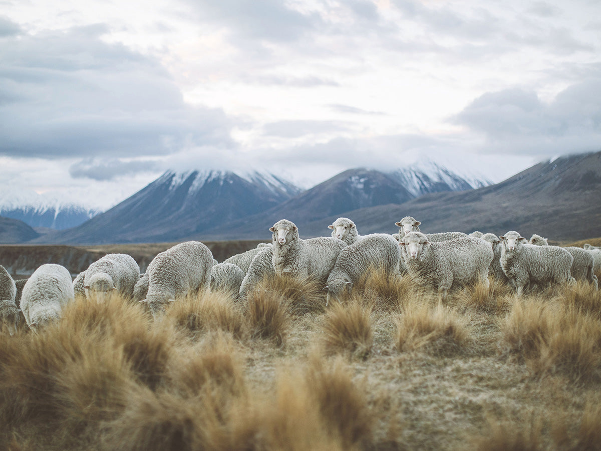 Icebreaker merino wool source imagery