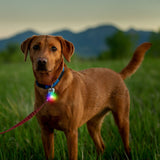 Nite Ize Pet Spotlit Rechargeable LED - Disc-O-Tech