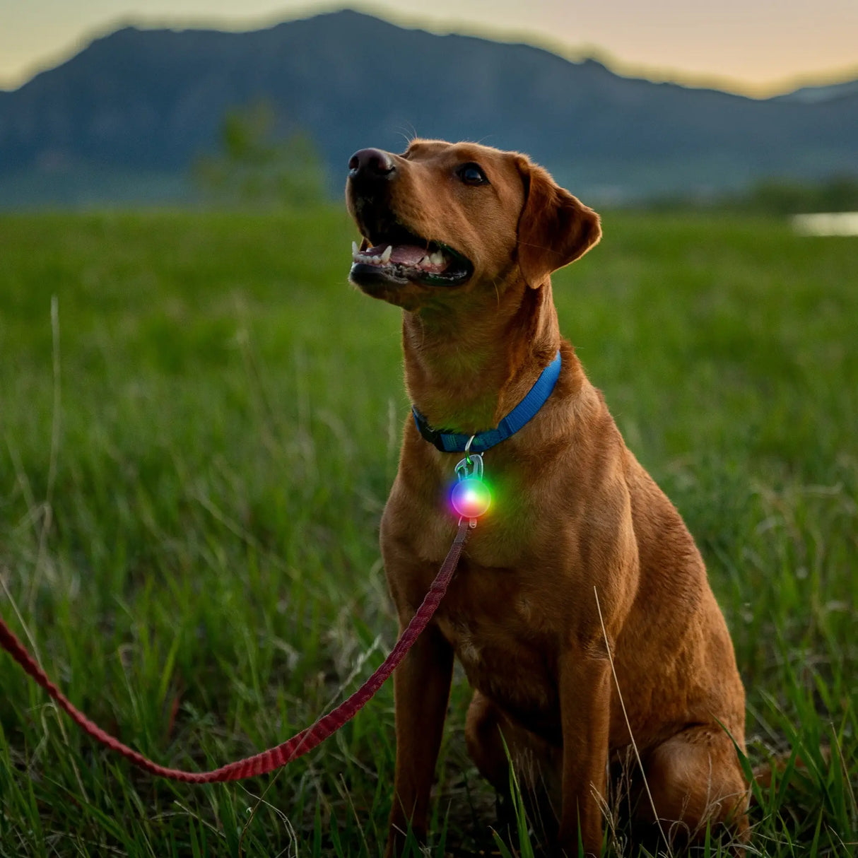 Nite Ize Pet Spotlit XL Rechargeable LED - Disc-O-Tech