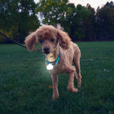 Nite Ize Spotlit Rechargeable Collar Light - White