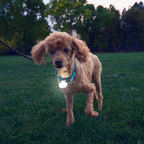 Nite Ize Spotlit Rechargeable Collar Light - White